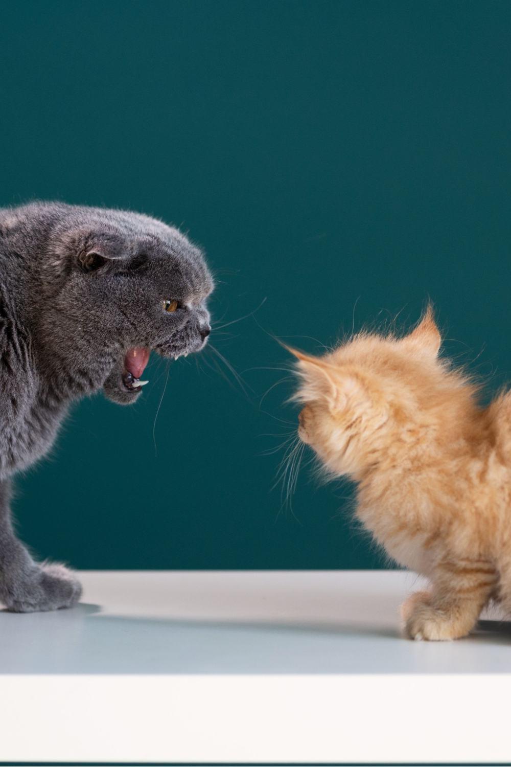 cat angry at the kitten