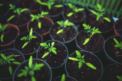 Potted Plants and Potassium