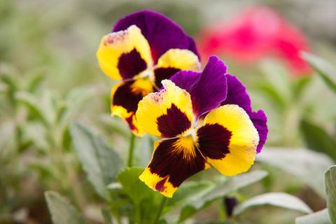 Yellow Pansies in Garden