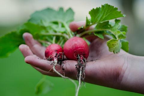 Red radishes home grown gardening