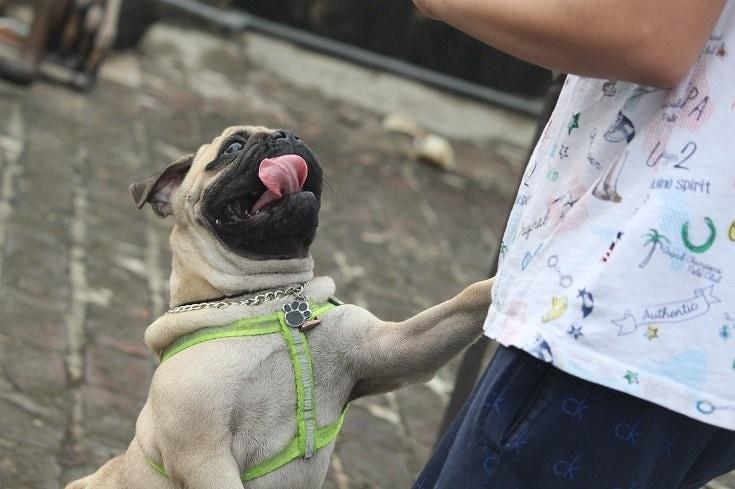 apricot pug puppy looking up at camera