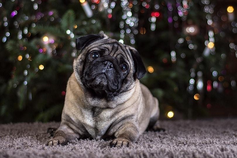 Pug licking