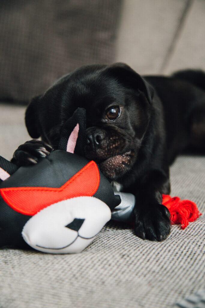 black pug puppy cuddling a puppy toy