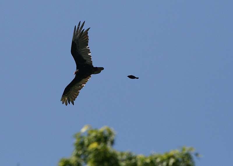 A white gull chases after a fleeing brown owl for article on why small birds chase large birds