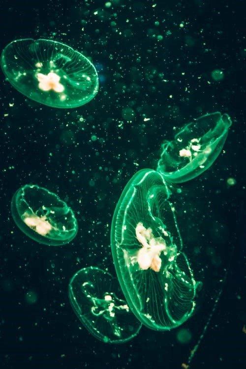 Bioluminscent organisms