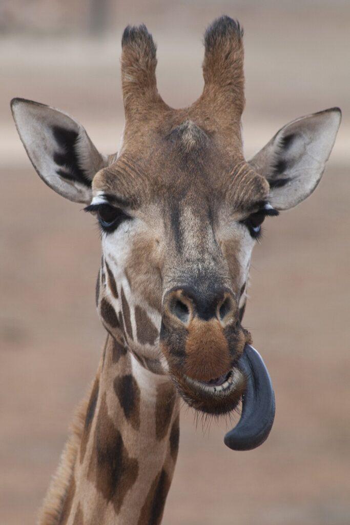 Why giraffes have purple tongues