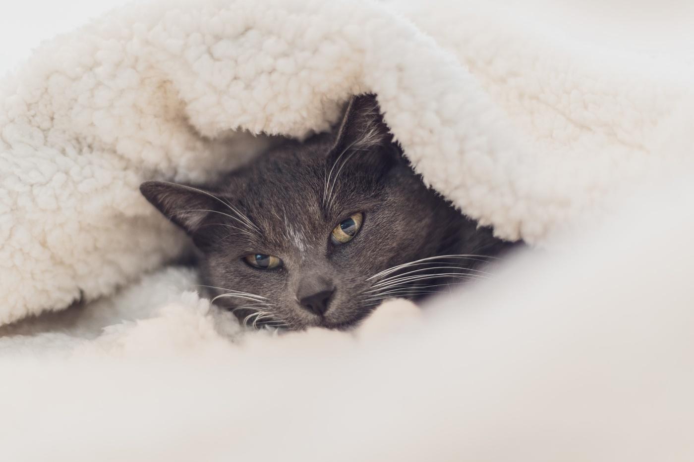 cat-snuggle-white why do cats knead and bite blankets