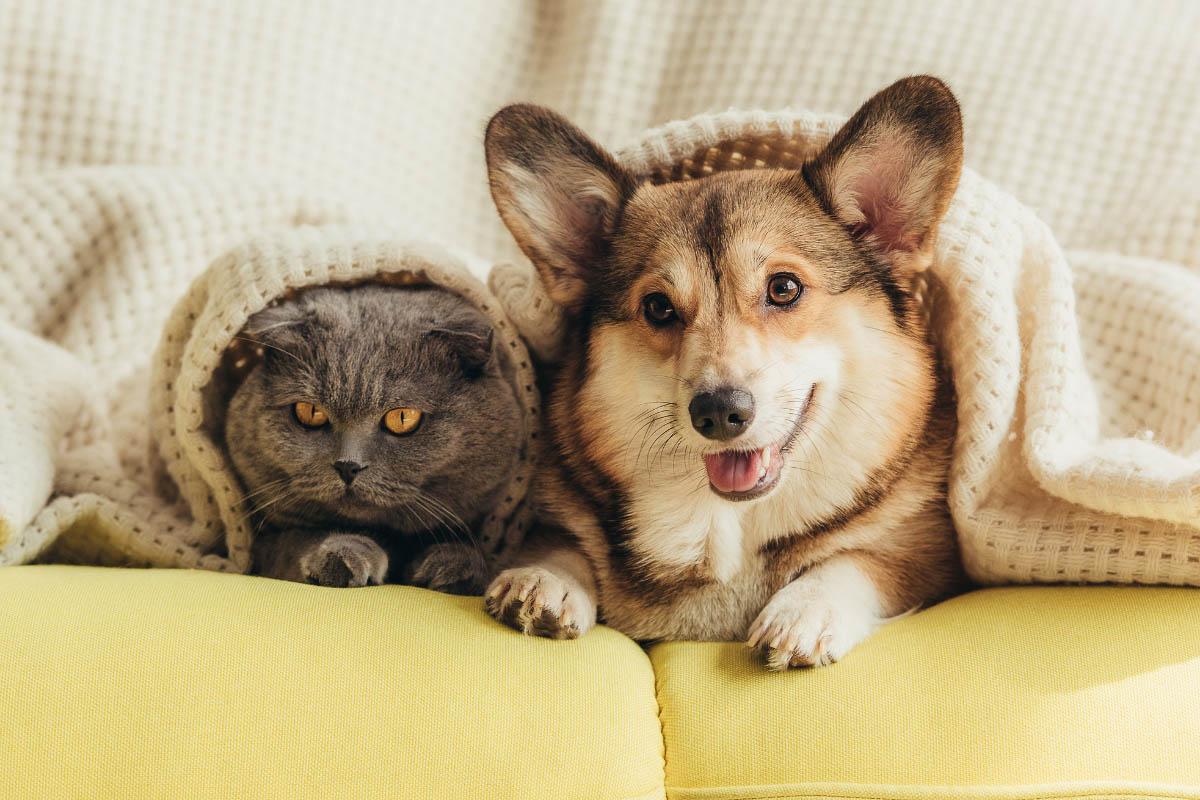 corgi and british shorthair cat under blanket