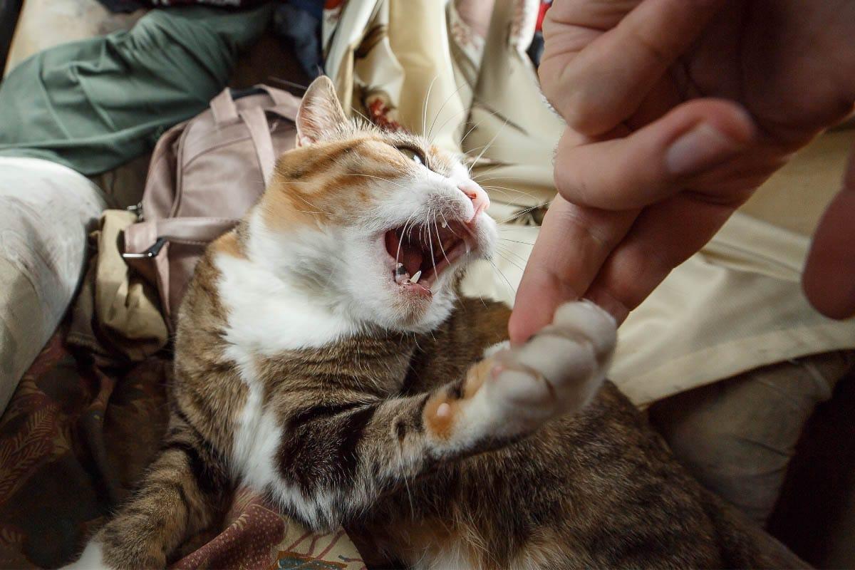 Ginger tabby cat with mouth open and paw grabbing finger.