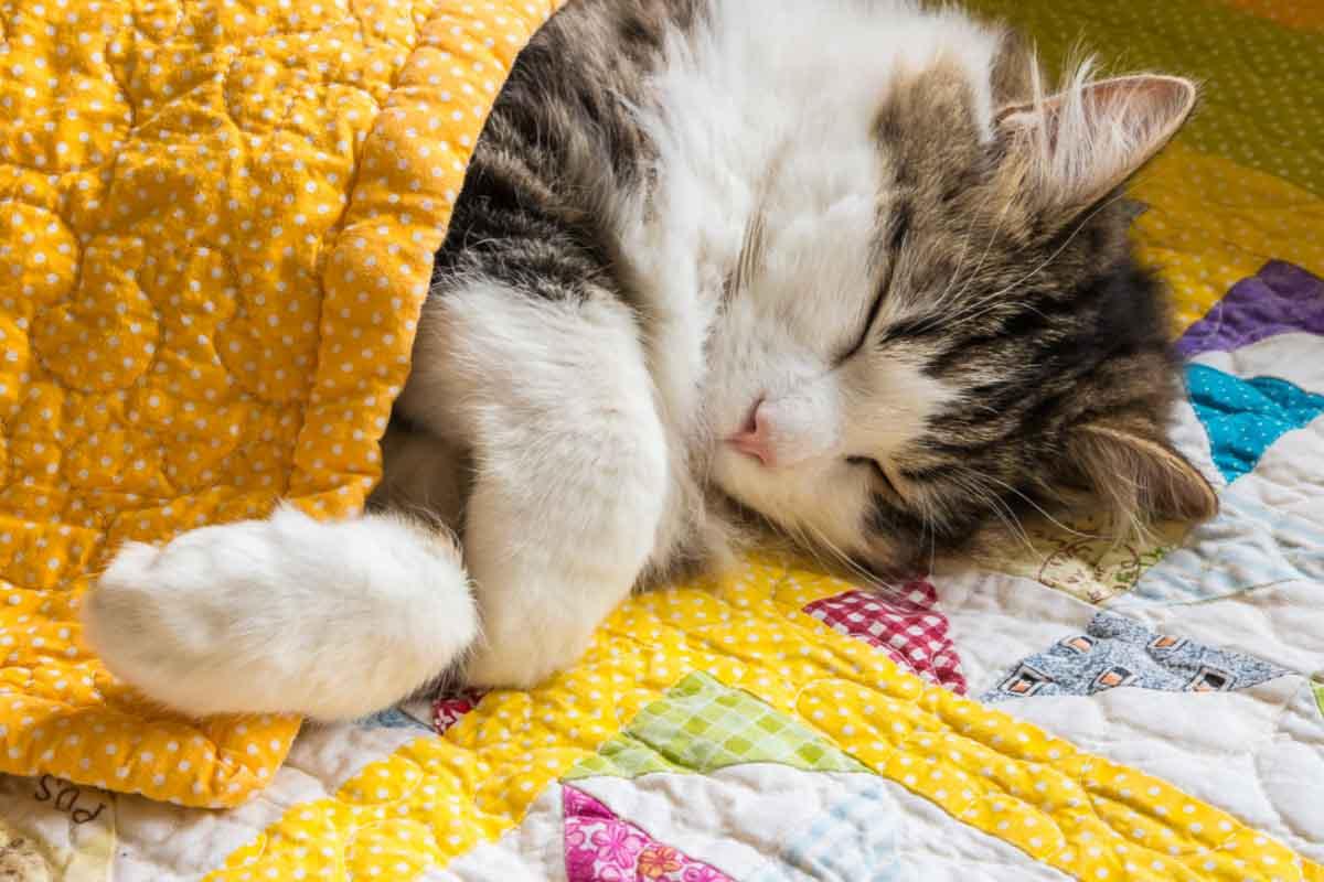 tabby cat asleep in blanket