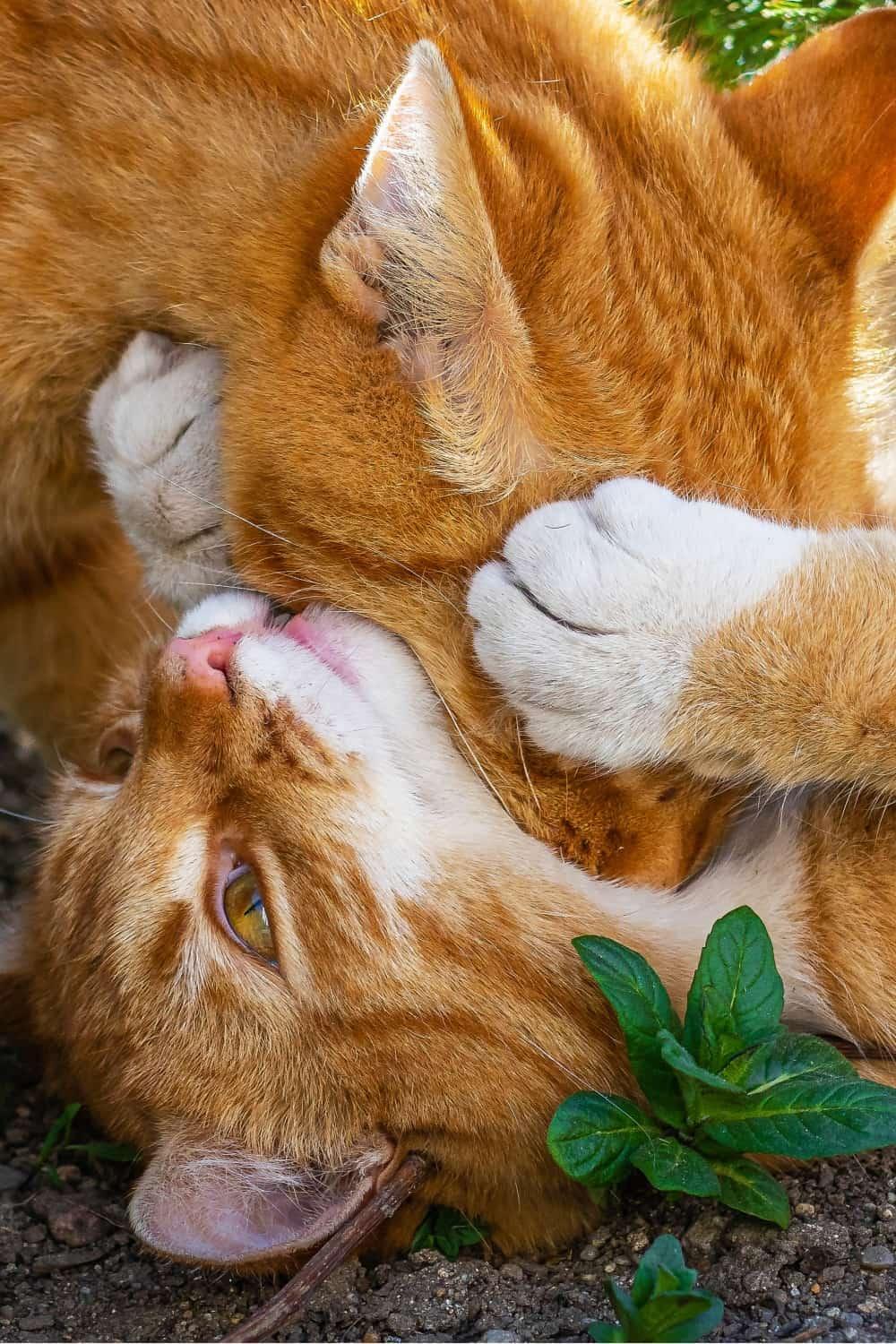 two orange cats playing