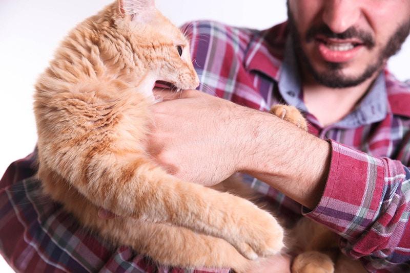cat biting the hand of a man