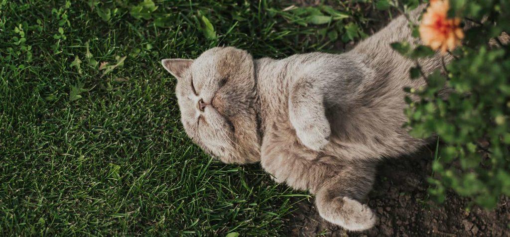 Grey scottish cat laying in grass