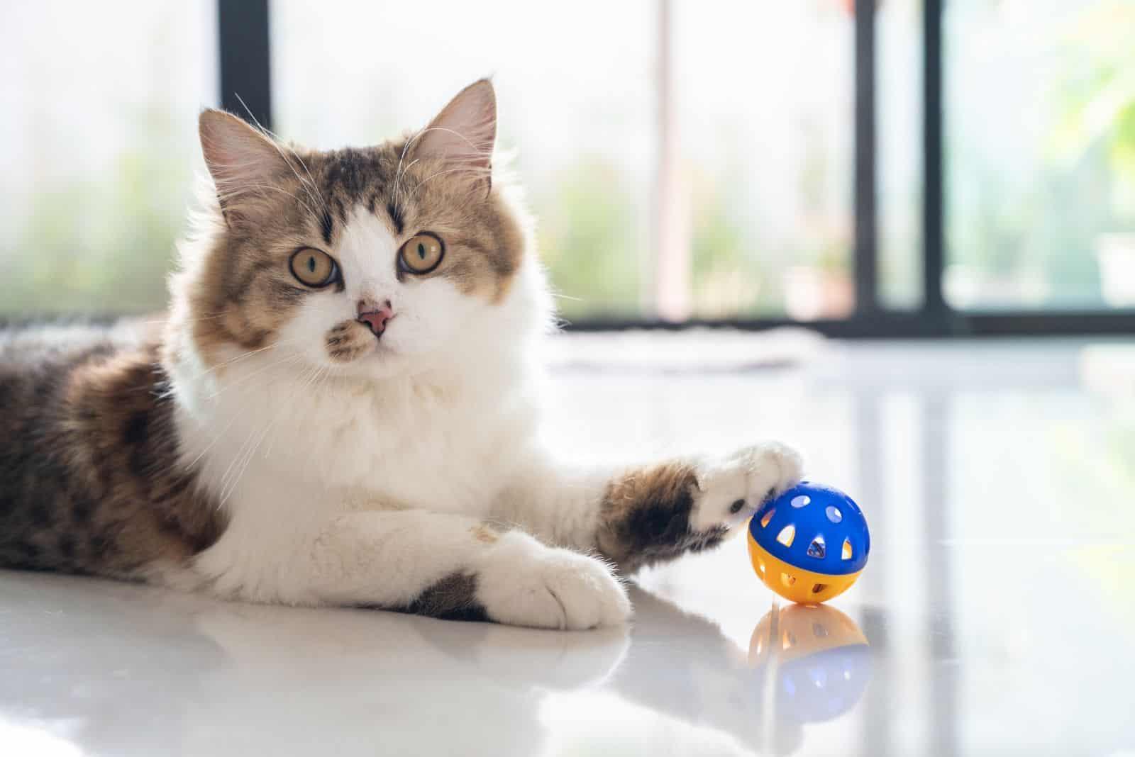 a persian cat is playing with a ball