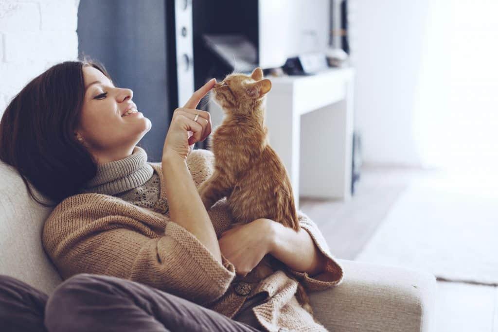 cat headbutt