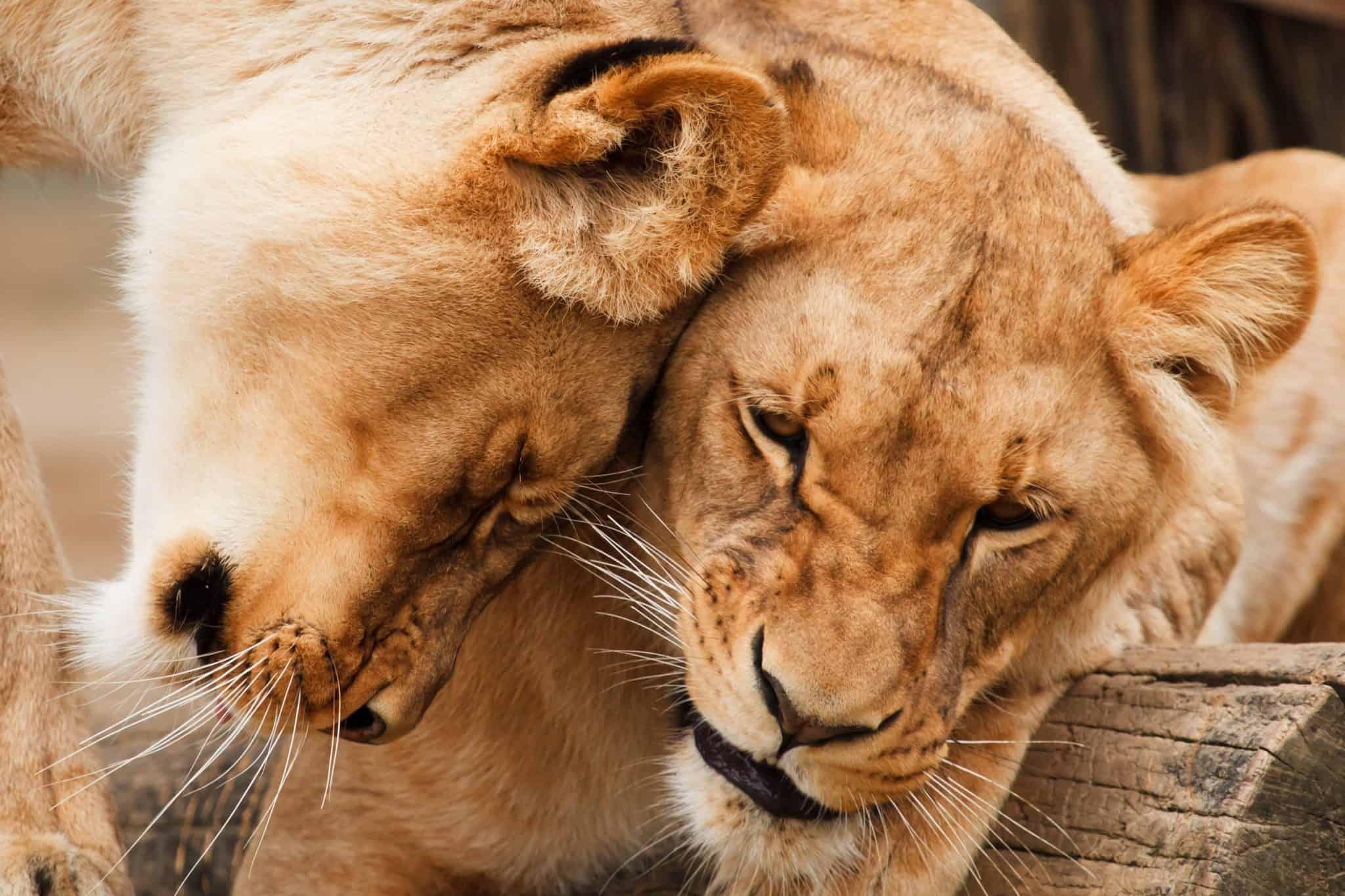 cat headbutt