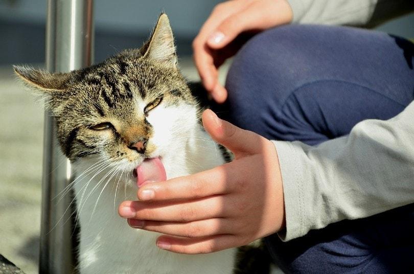 cat licking its owner