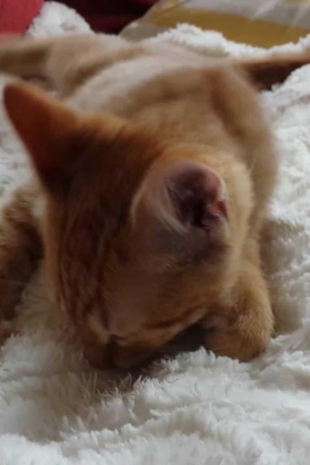 yellow kitten licks the blanket