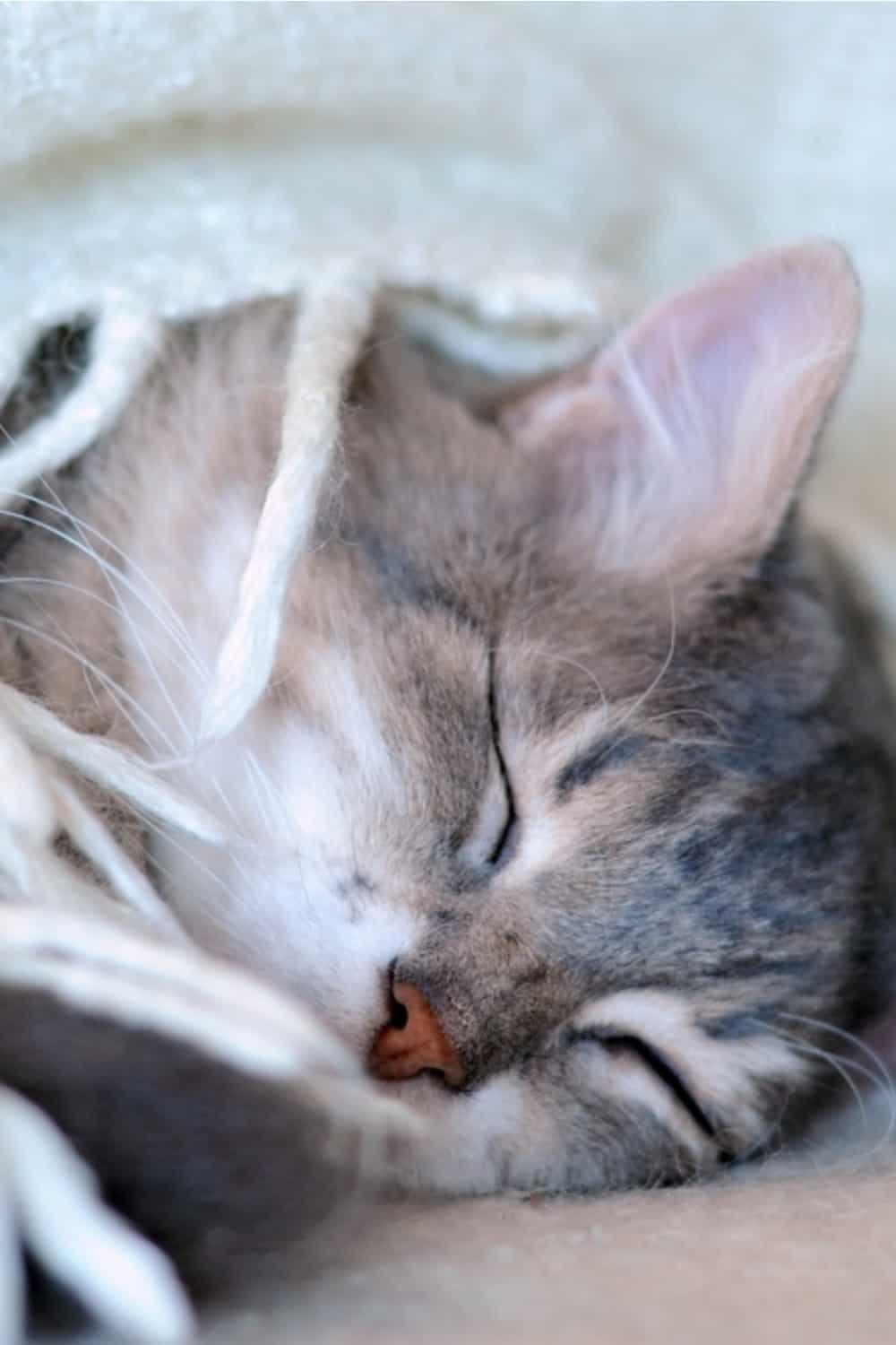 a gray cat sleeps on a blanket