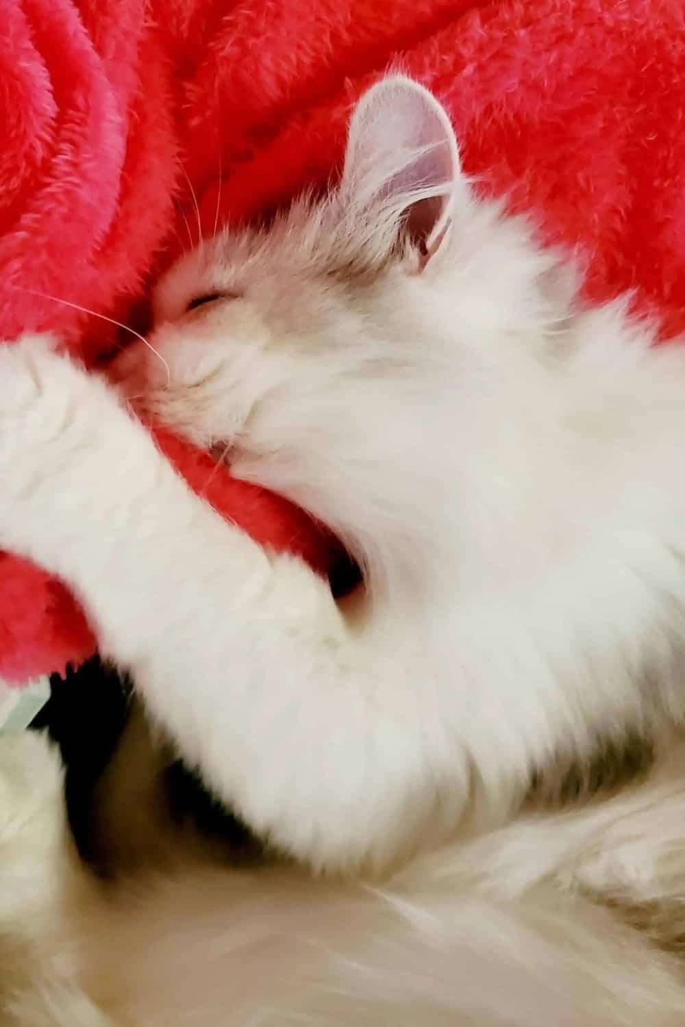 the white kitten licks the red blanket