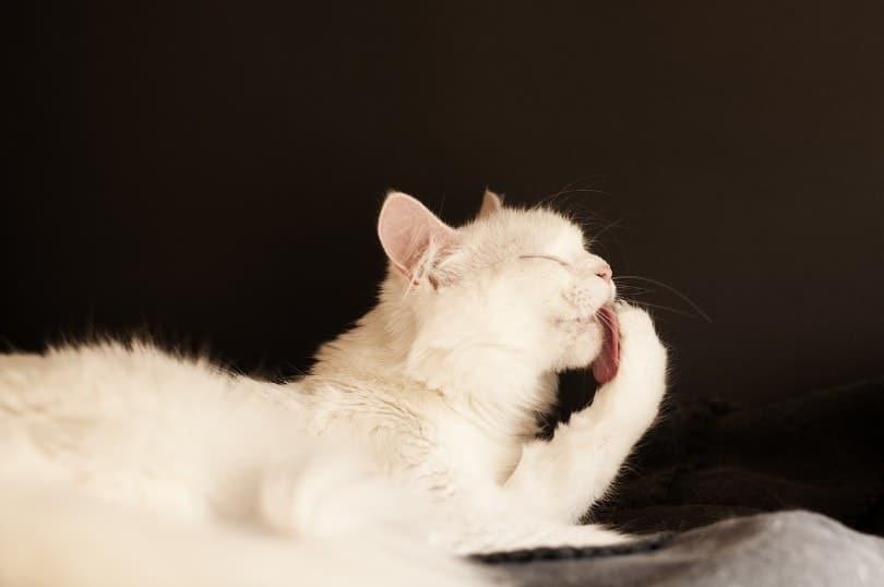 cat grooming itself