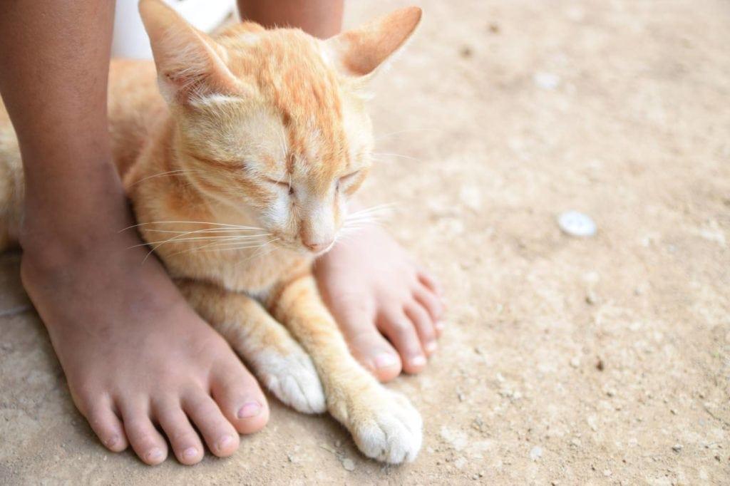 Cats Sleep at Your Feet