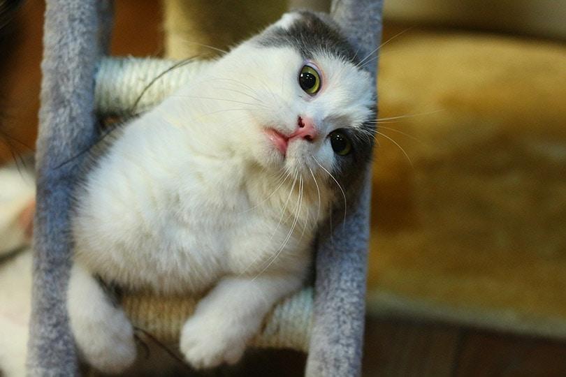 a cute and funny looking cat