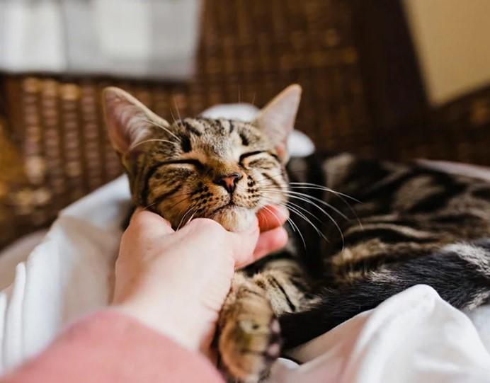 Signs That Your Cat Laying on the Floor is Not Normal