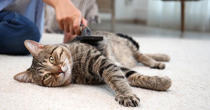 Tips for Encouraging a Healthy and Comfortable Environment for Your Cat