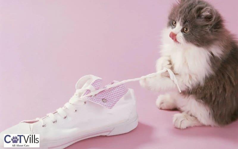 kitten playing with a shoe