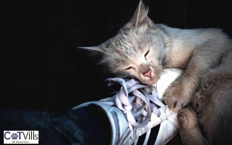 kitten next to a shoe