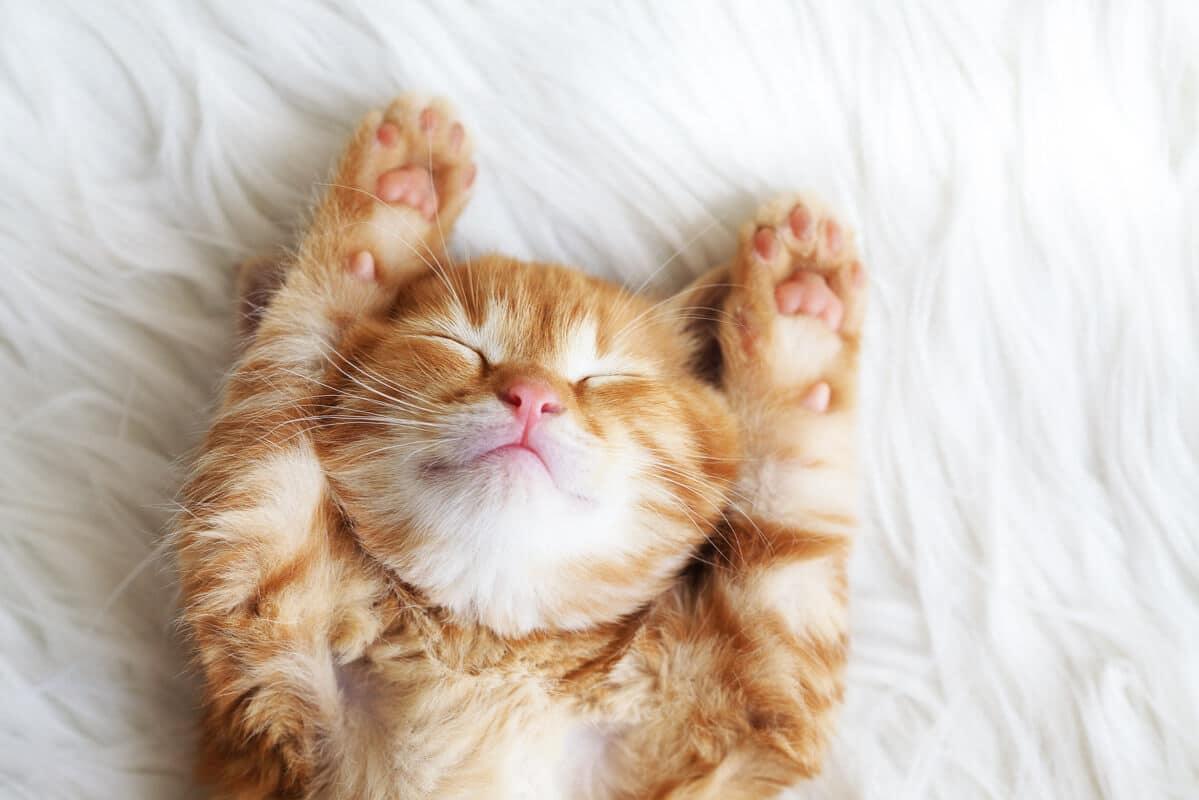 Ginger kitten sleeping with both its paws up on a white blanket.