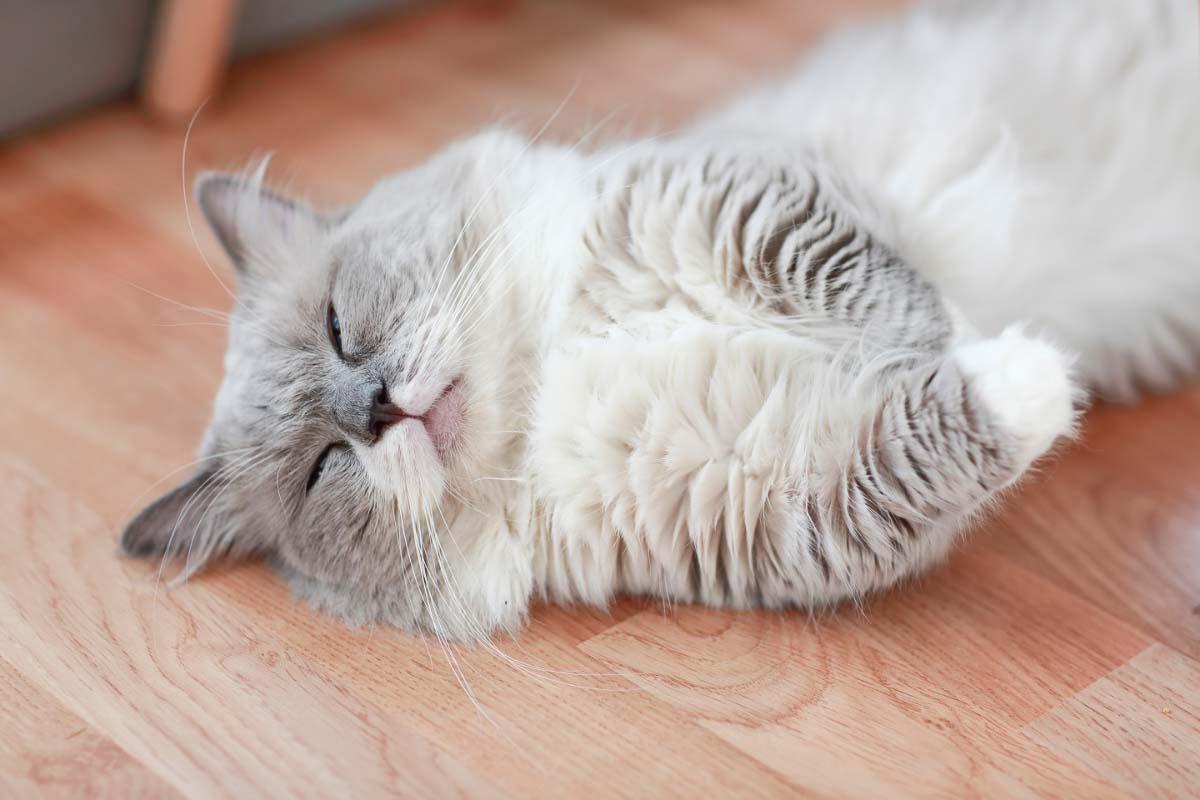 White cat sleeping on the floor why do cats twitch in their sleep