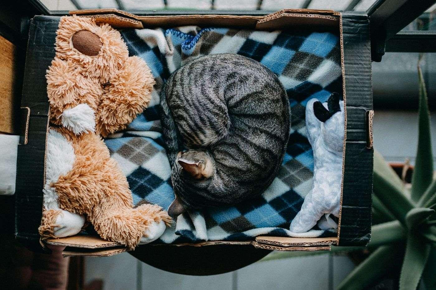 cat-in-box-sleeping-curled-up why do cats sleep in a ball