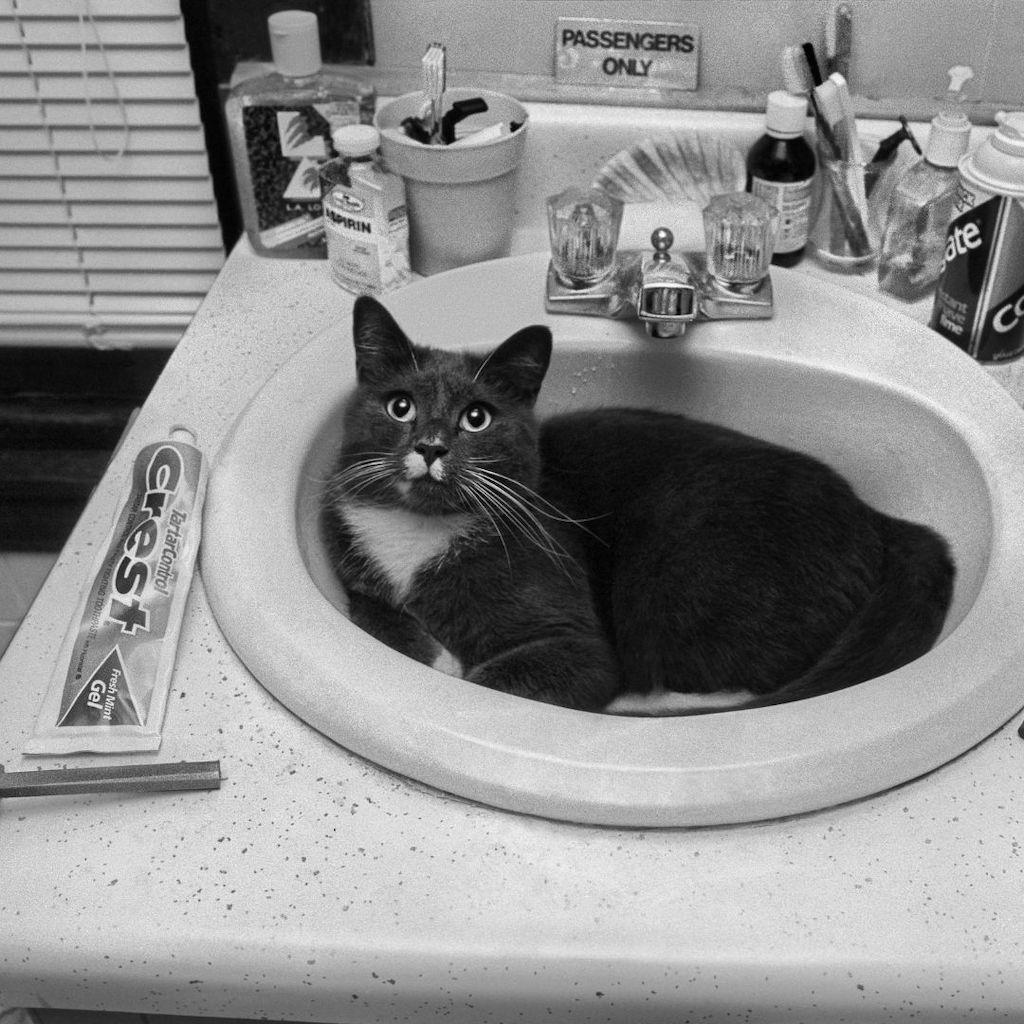Cat lying in sink.