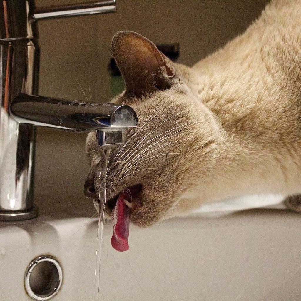 Cat drinking from running tap.