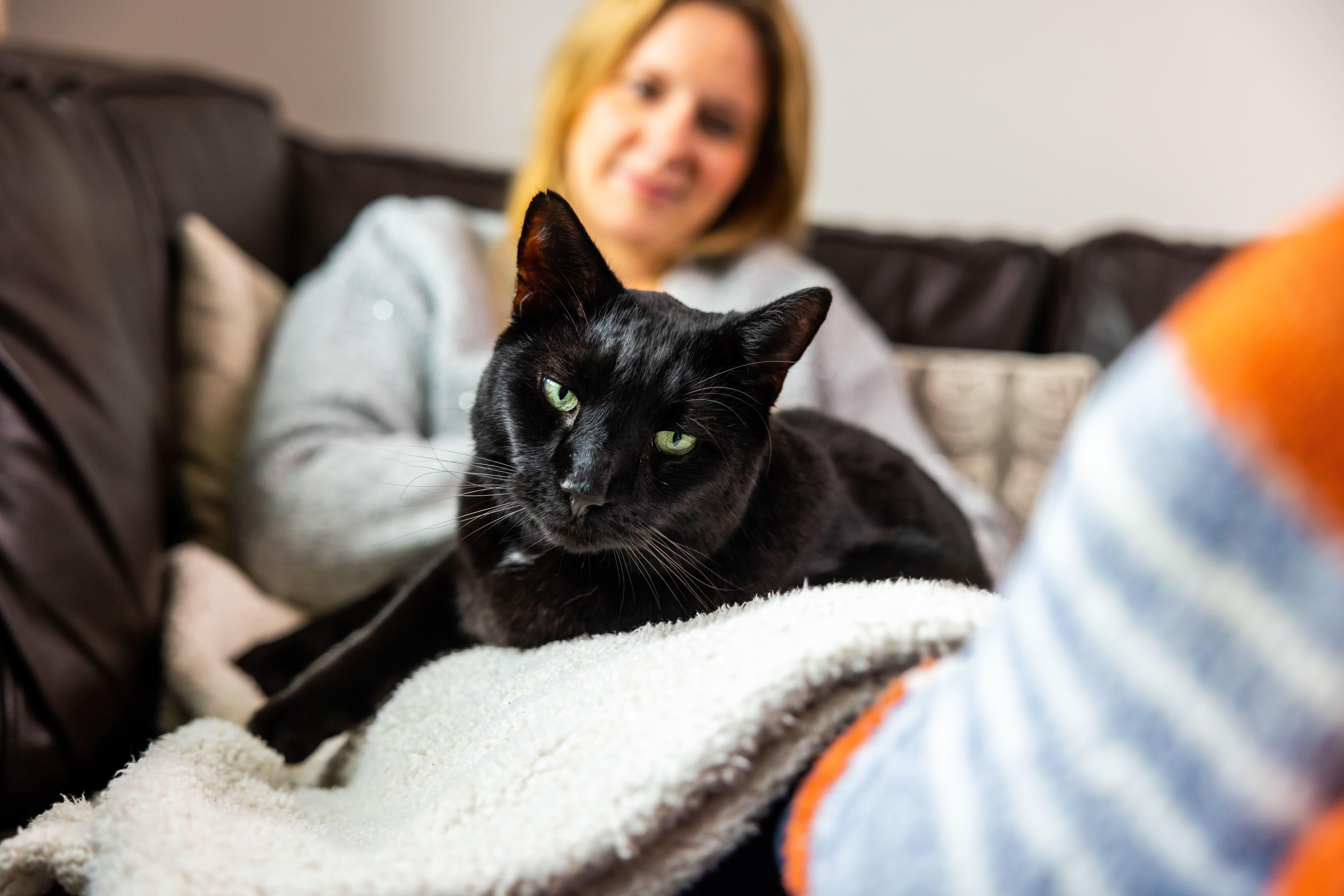 black cat laying on fleece blanket on woman
