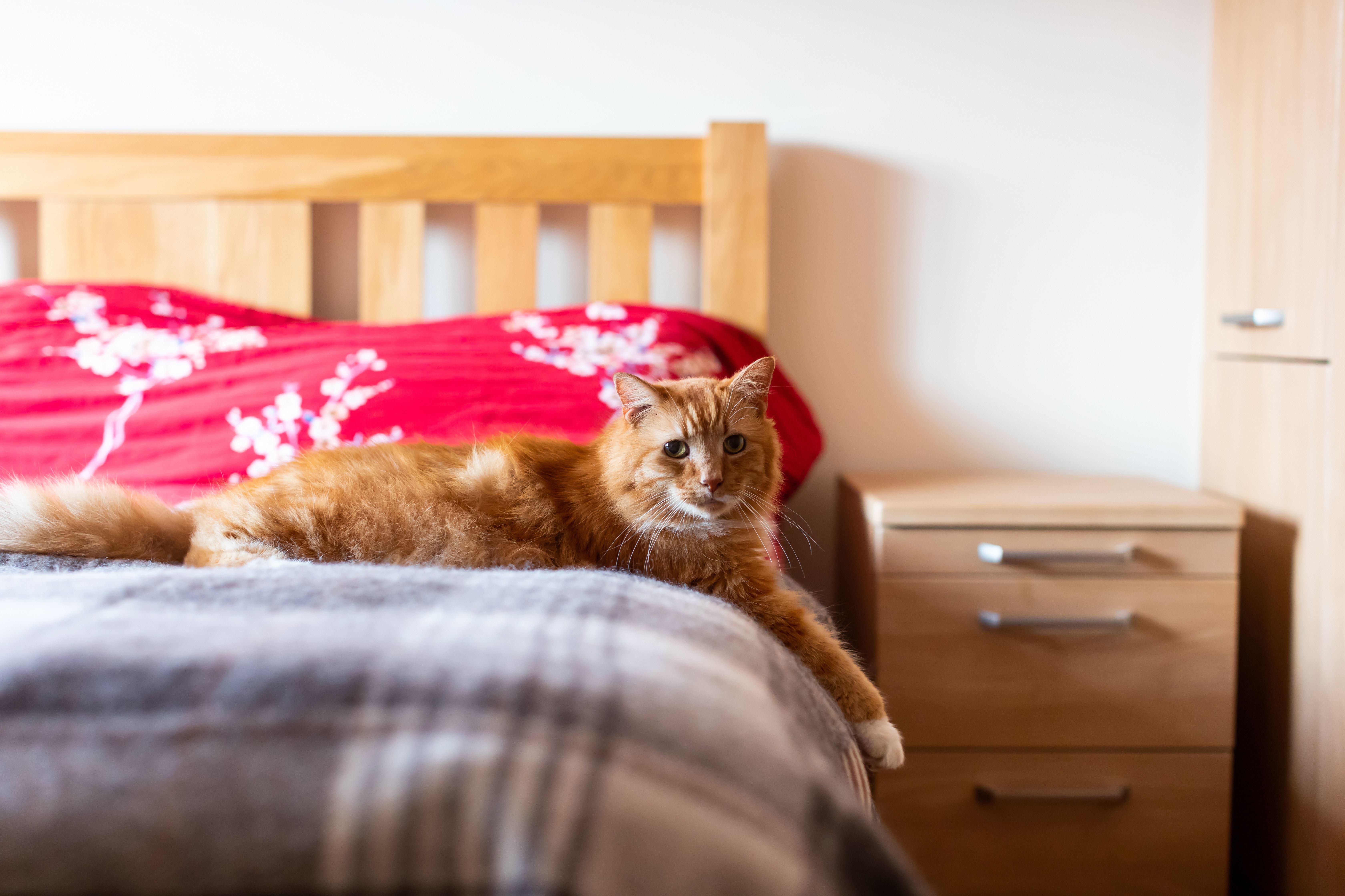 long-haired ginger cat laying on bed
