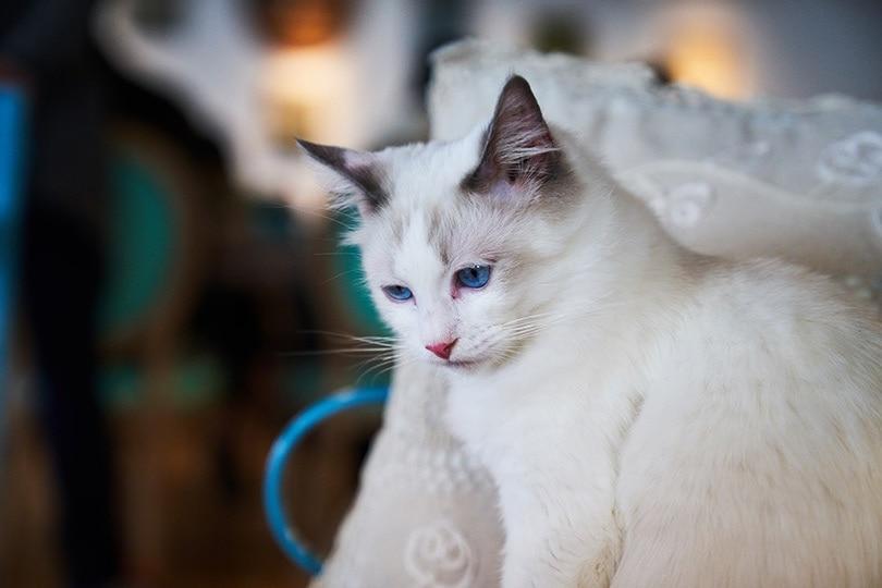 white cat staring down at something