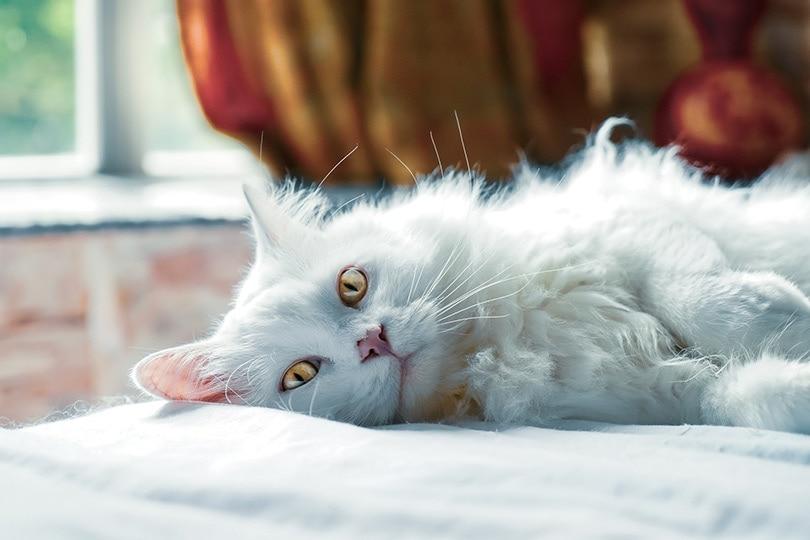 white cat lying on bed