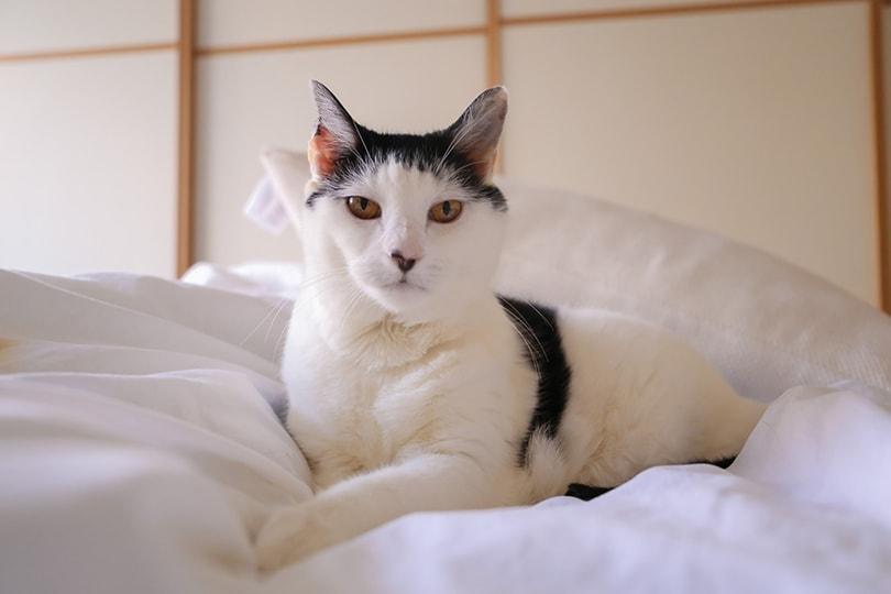 black and white cat on bed