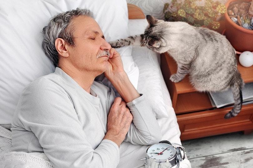 Cat waking up its owner sleeping in bed