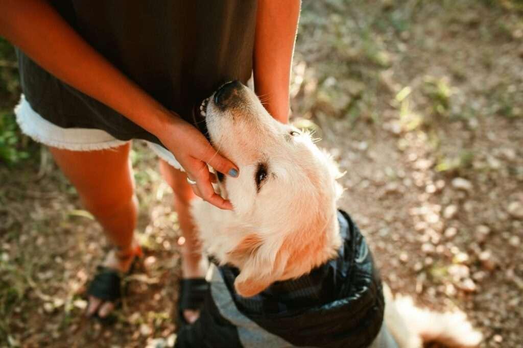 why do dogs bury their heads