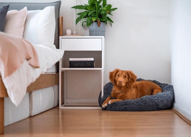 dog sat by owners bed