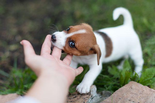 What Does It Mean When A Dog Licks Your Hand?