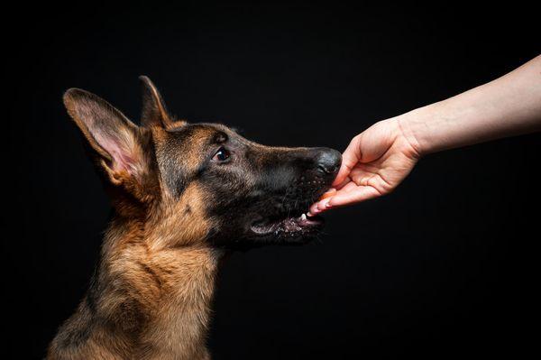 What Does It Mean When A Dog Licks Your Hand?