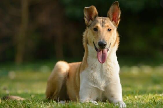 Smooth collie