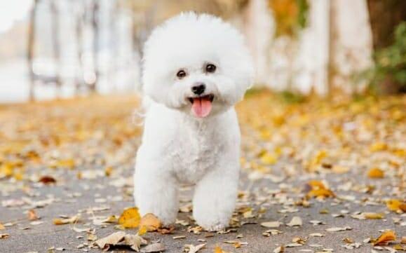 Bichon frise