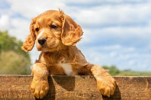 Cocker spaniel