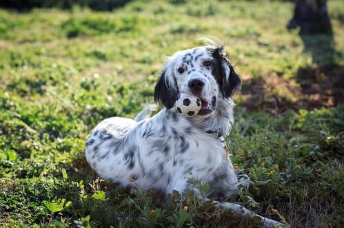 English setter